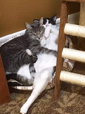 Cats sleeping together