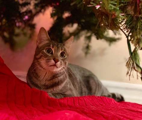 Cat under tree