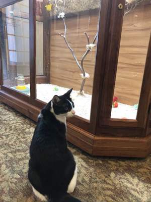 Cat staring at play area