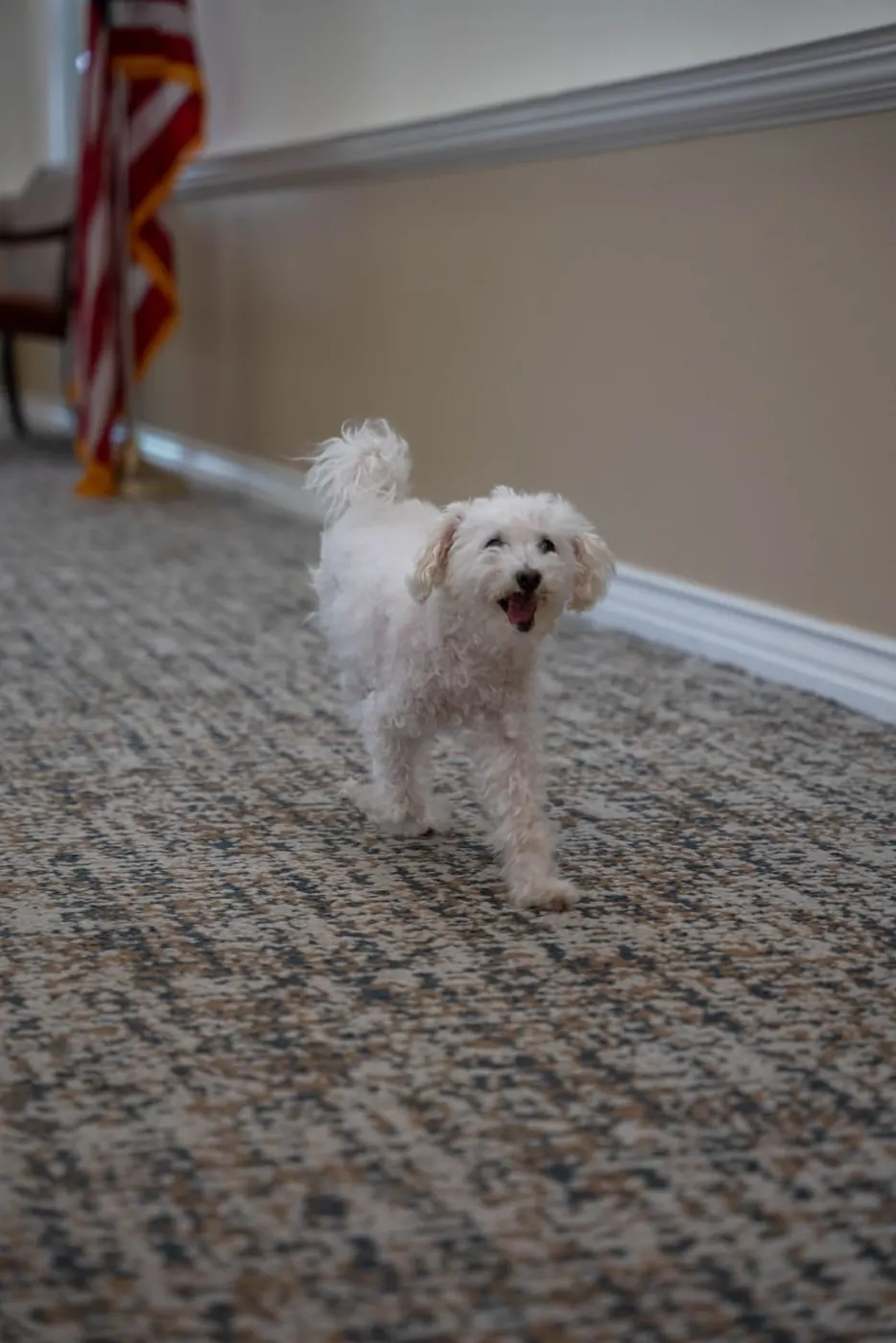 One of the community dogs in a resident lounge