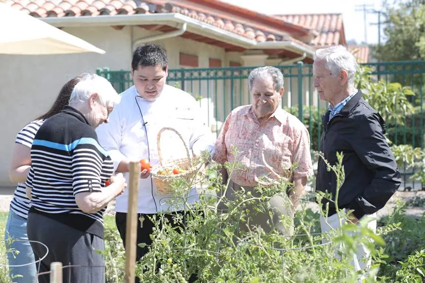 Harvesting tomatoes with the chef in the resident garden