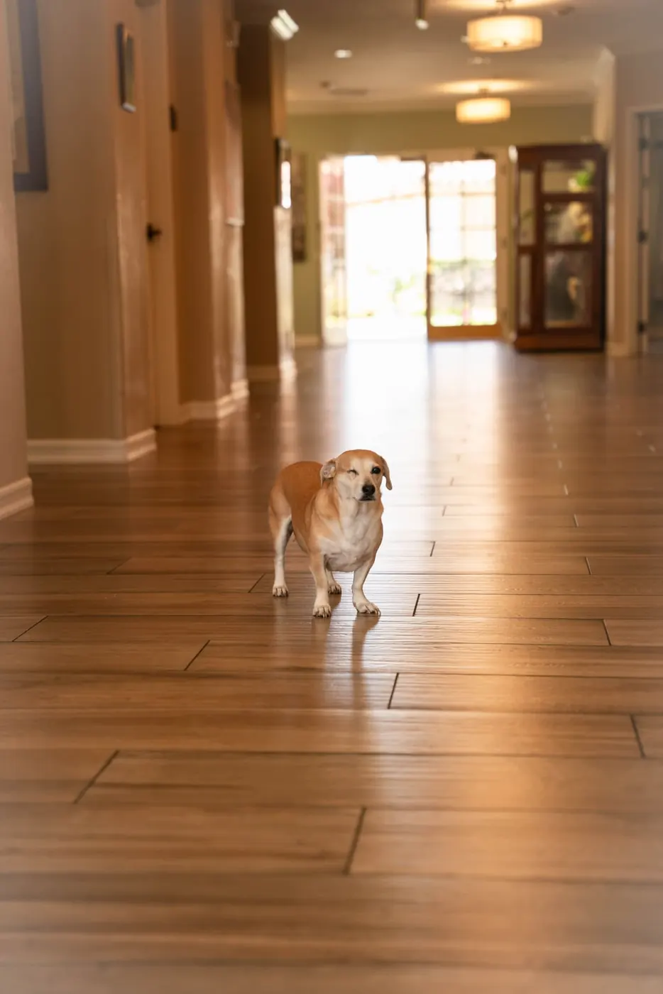 One of the community dogs in a sunlit corridor