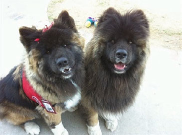 Chow chow dogs