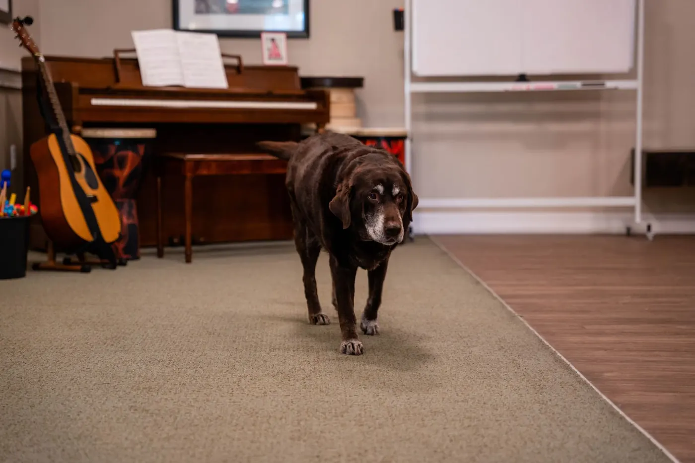 One of the community dogs walking a resident corridor
