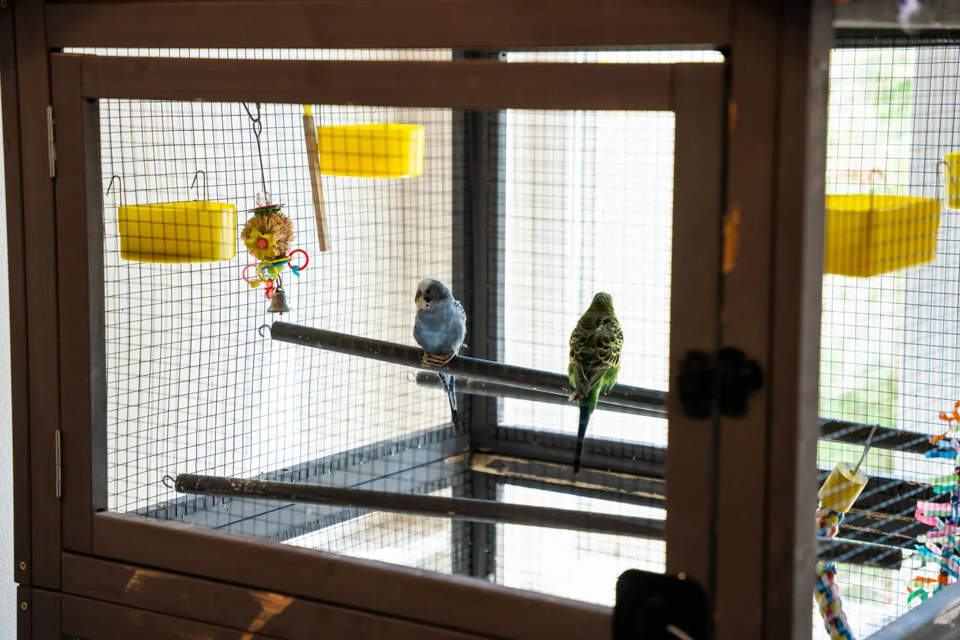 The aviary, home to the community birds